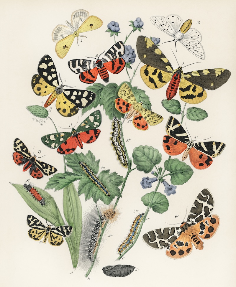 European Butterflies and Moths by William Forsell Kirby