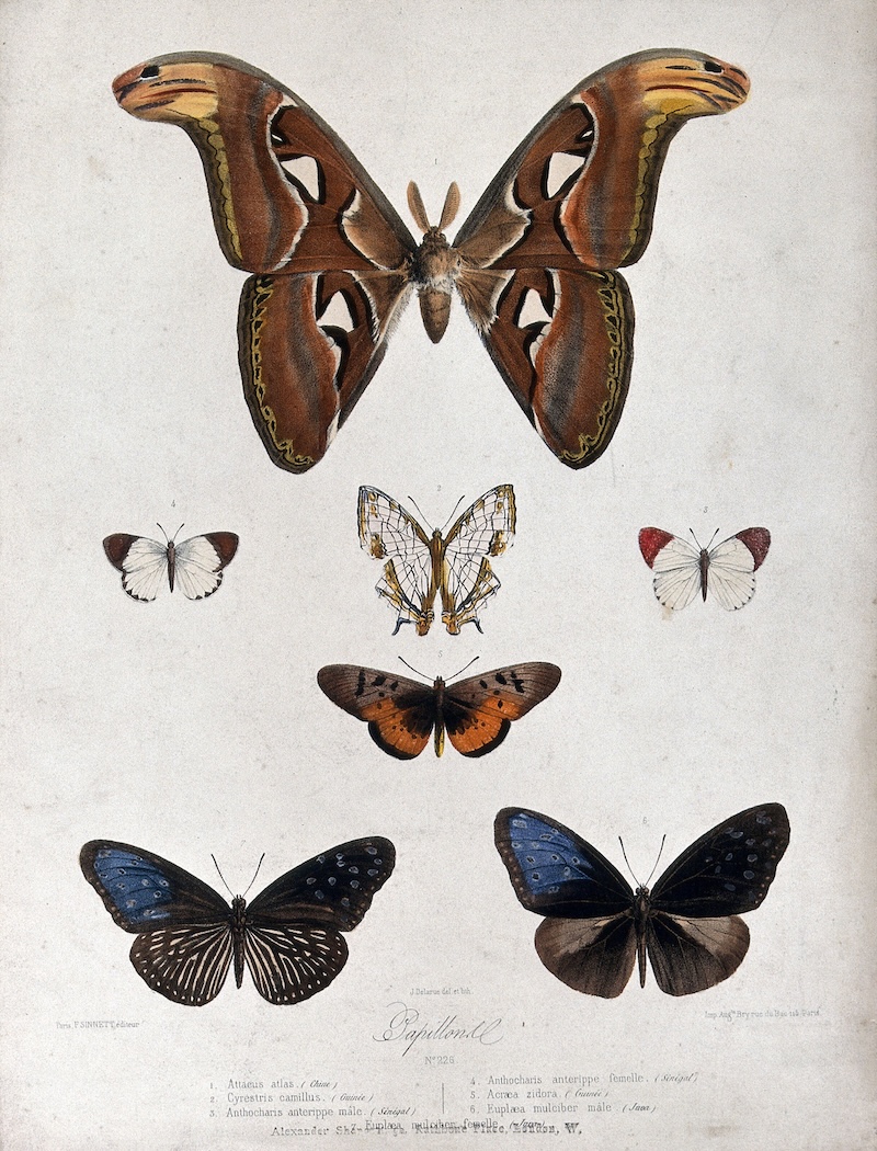 Five butterflies and moths by Jean Delarue