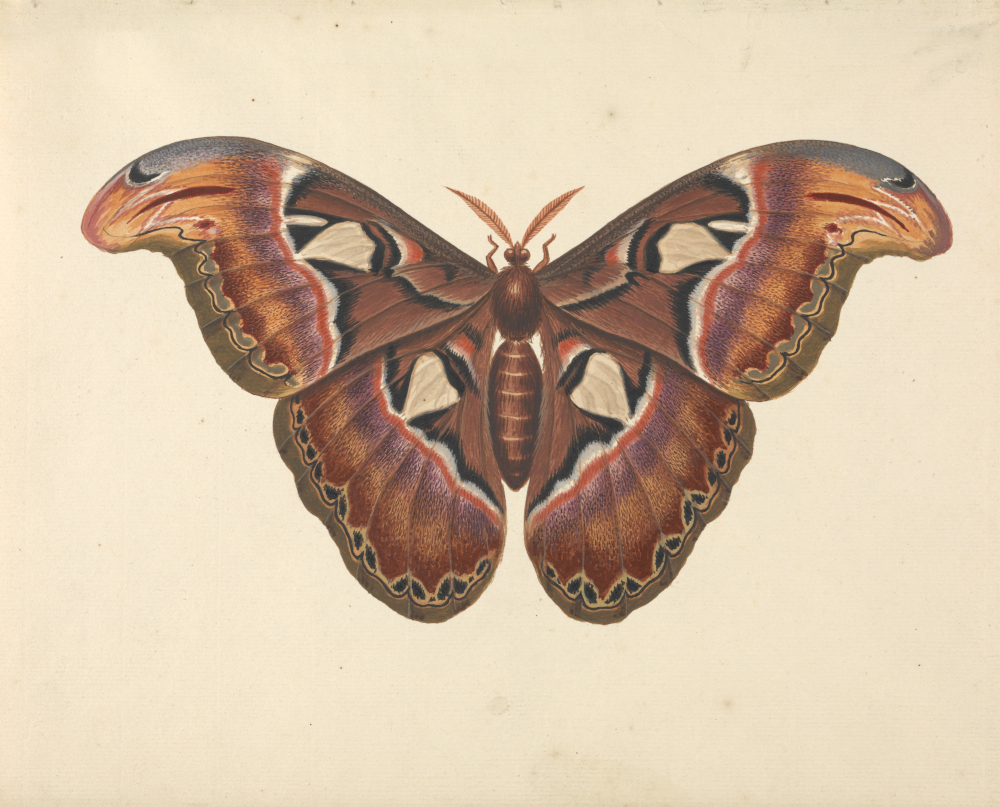 Atlas Moth by George Edwards