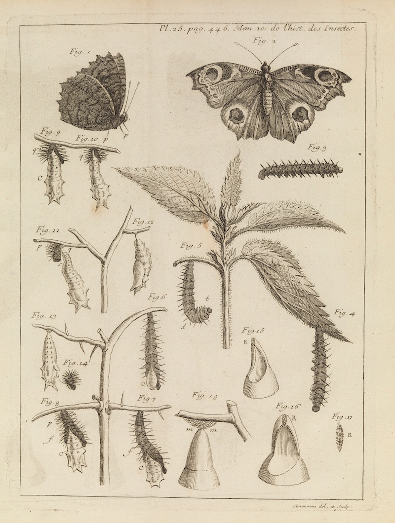 Plate 25 from Volume 1 of Mémoires pour servir à l'histoire des insectes, by René-Antoine Ferchault de Réaumur.