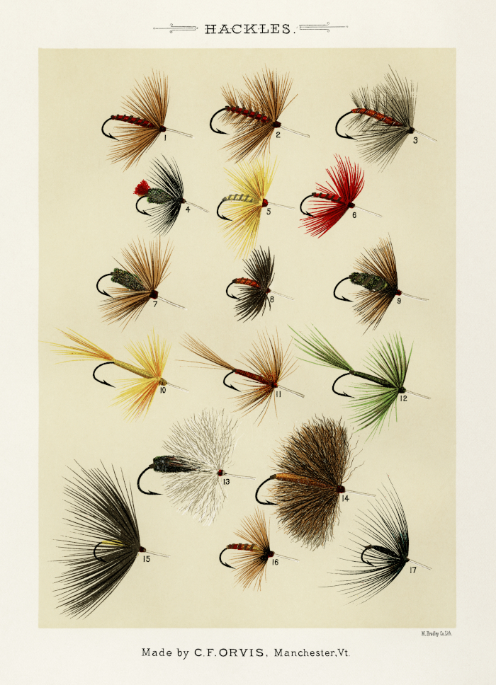 Hackles. Digitally enhanced from the original 1892 edition of Favorite Flies and Their Histories by Mary Orvis Marbury.