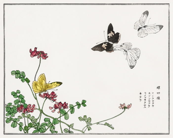 Butterflies and flower illustration from Churui Gafu (1910) by Morimoto Toko