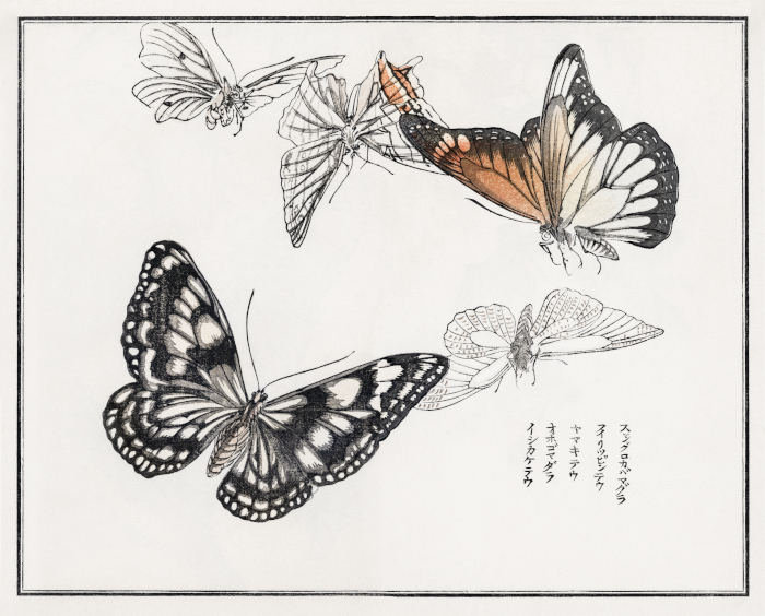 Butterflies illustration from Churui Gafu (1910) by Morimoto Toko