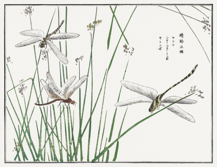 Dragonflies illustration from Churui Gafu (1910) by Morimoto Toko