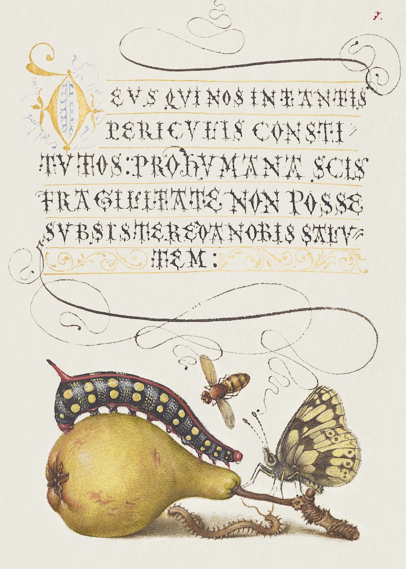 Fly, Caterpillar, Pear, and Centipede from Mira Calligraphiae Monumenta or The Model Book of Calligraphy (1561–1596) by Georg Bocskay and Joris Hoefnagel