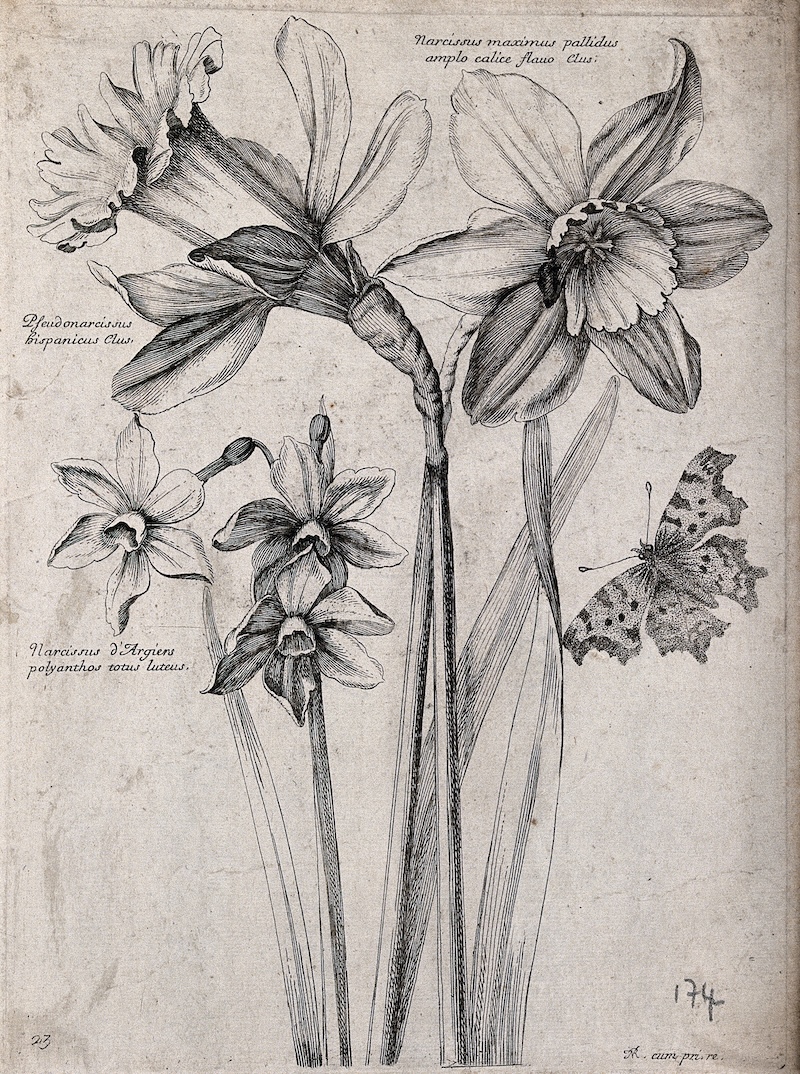 Three daffodils, including the wild daffodil (Narcissus pseudonarcissus): flowering stems with a butterfly. Etching by N. Robert, c. 1660, after himself.